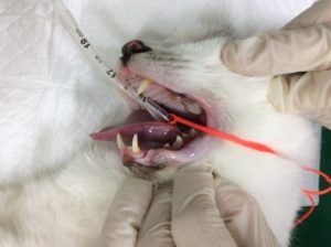 猫の臼歯抜歯